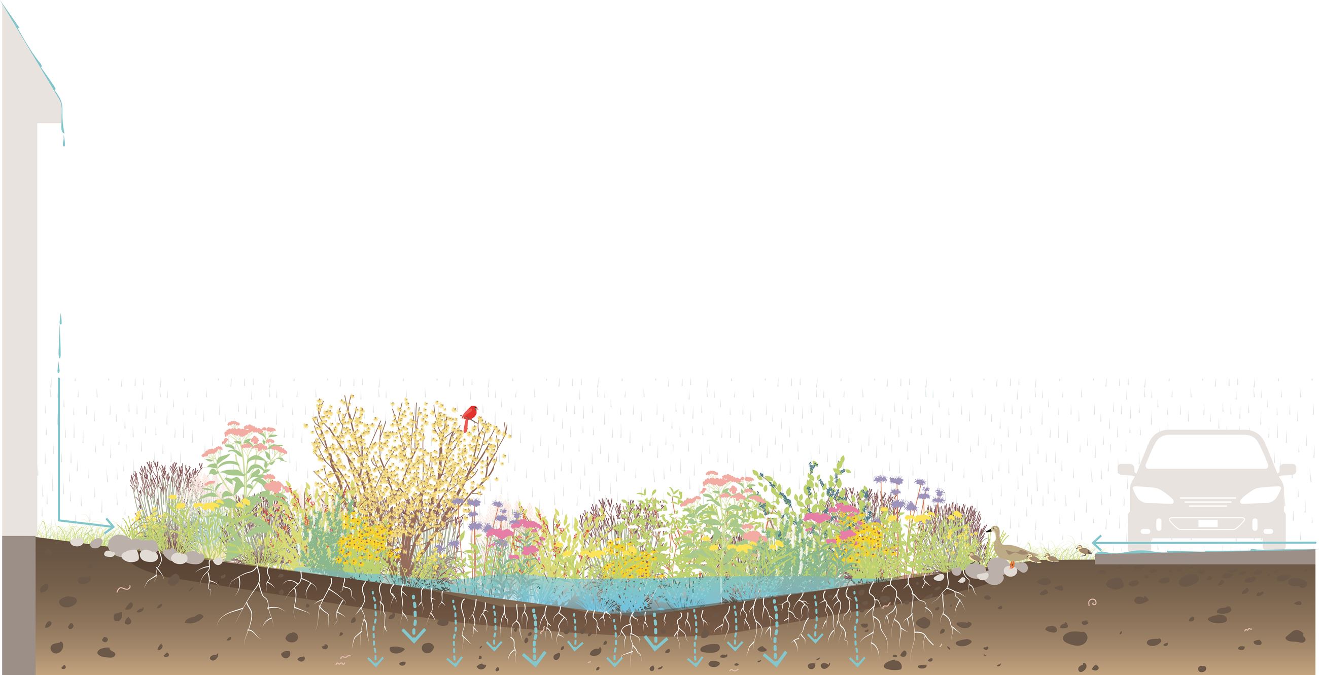 Rain Garden