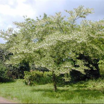 styrax japonicus