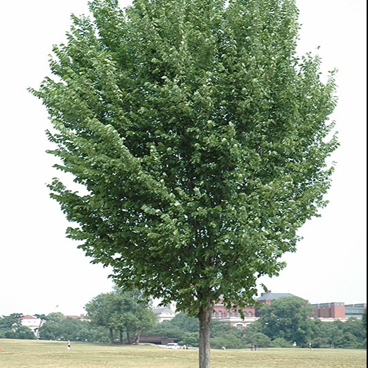 ulmus americana