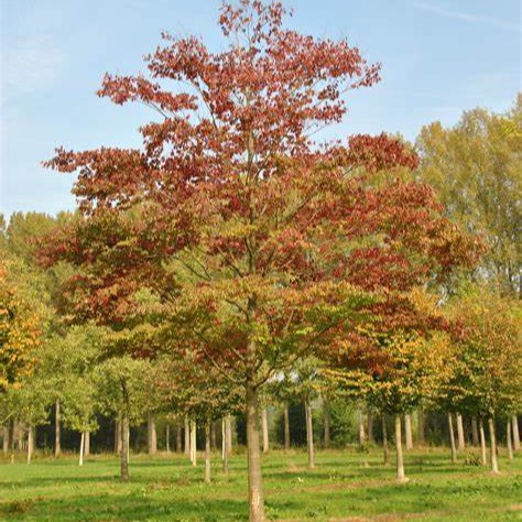zelkova serrata