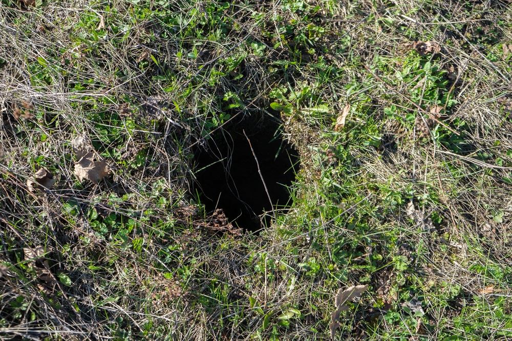 Burrow Hole